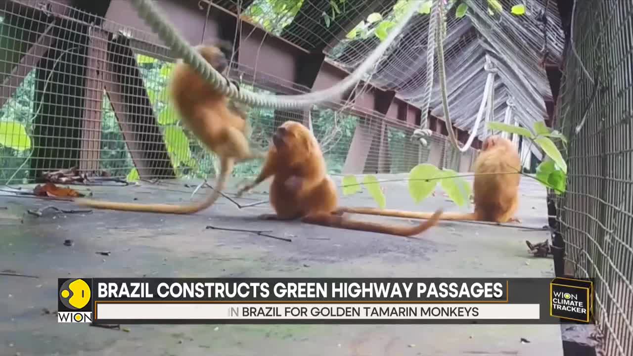 WION Climate Tracker: Brazil constructs green highway passages for golden Tamarin monkeys