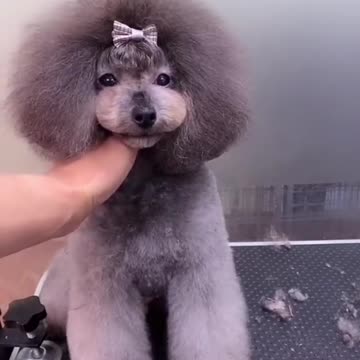 Petgrooming - Cute puppy