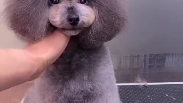 Petgrooming - Cute puppy