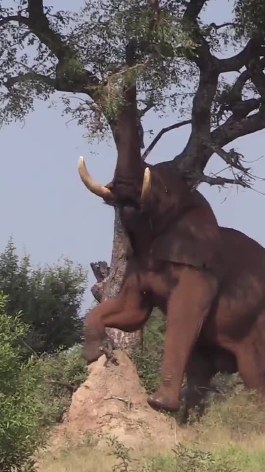 King Of The Hill 🐘#amazing #wildlife#elephant #nature