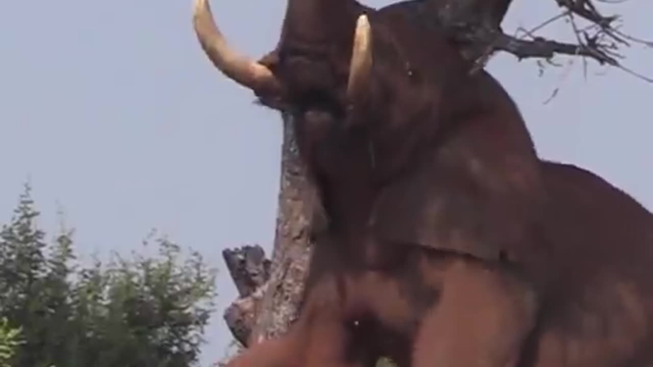 King Of The Hill 🐘#amazing #wildlife#elephant #nature