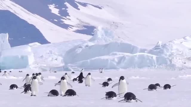 Penguins Marching 🥁⁣⁣