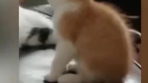 Funniest Animals 2023 Funny Cats and Dogs