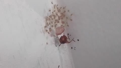 Mother Spider Recently Gave Birth to Several Baby Spiderlings [Nature & Animals]