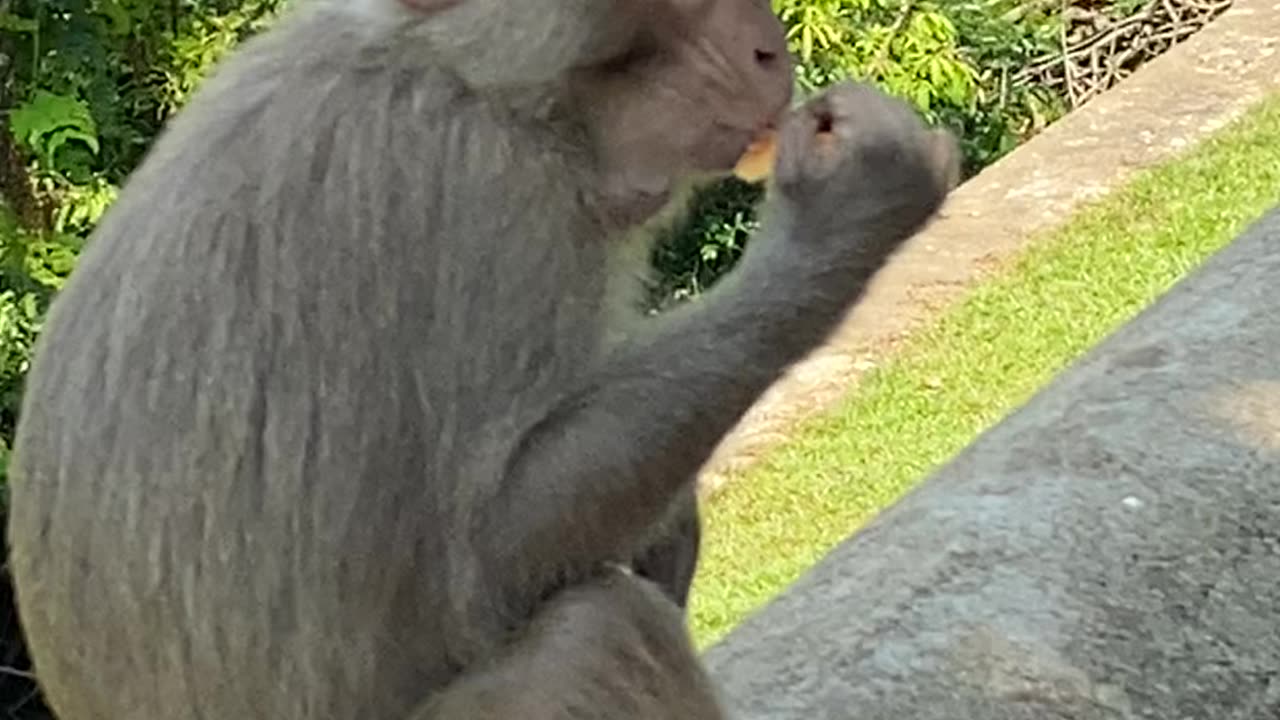 Monkey business