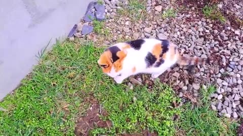 A cute colorful cat wants to be petted