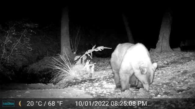 Big Bear Chowing Down