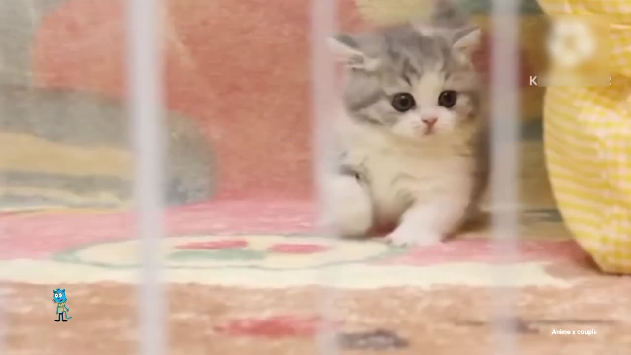 Funny Pets Cute2024 🥰 baby kitties videos compilation part 113