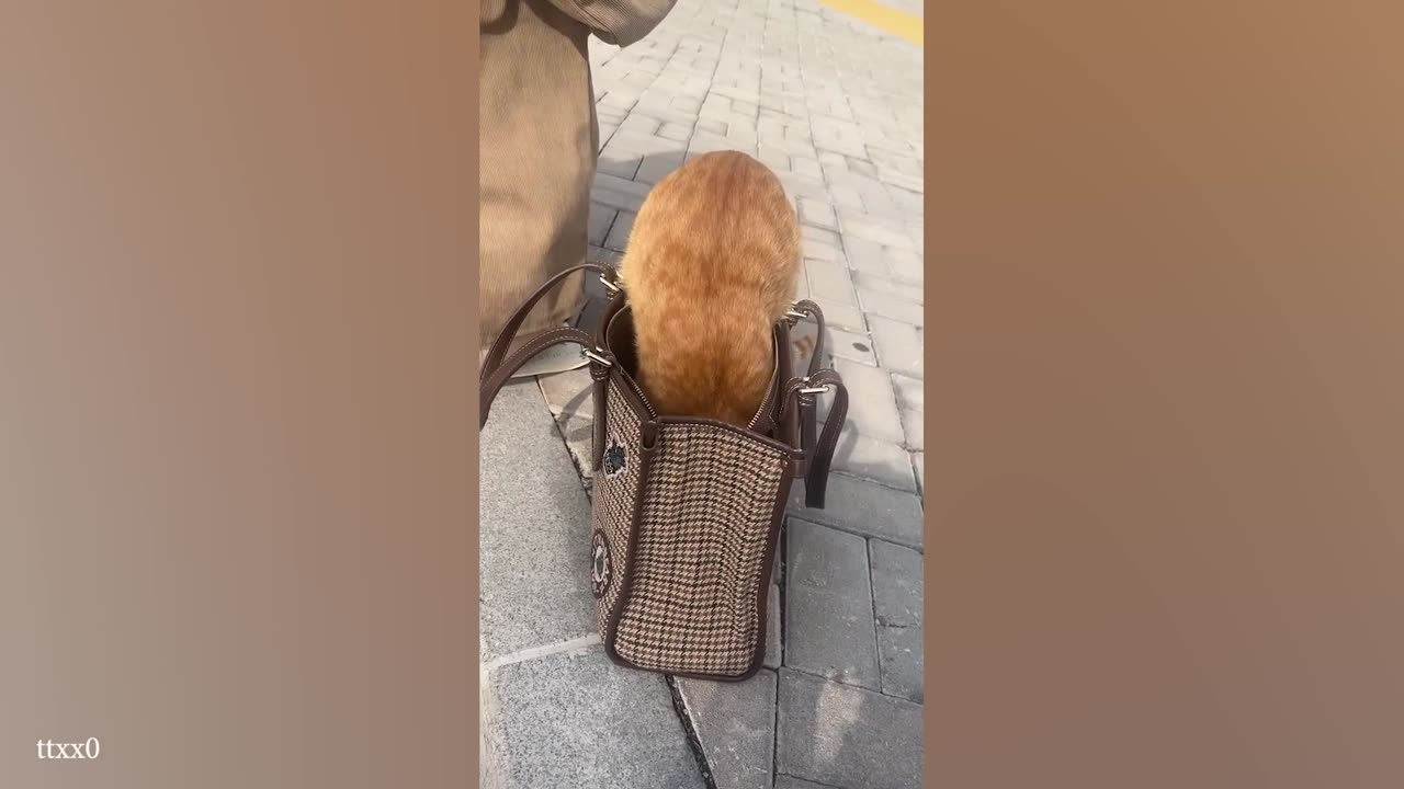 When Orange Cats Steal the Show