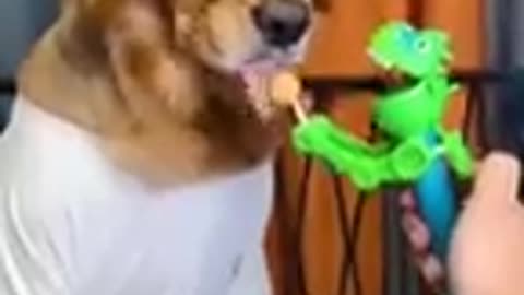 Dog want lollipop