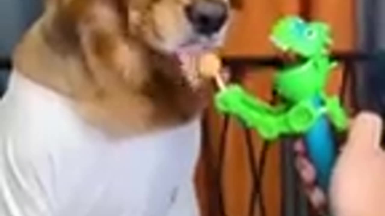 Dog want lollipop