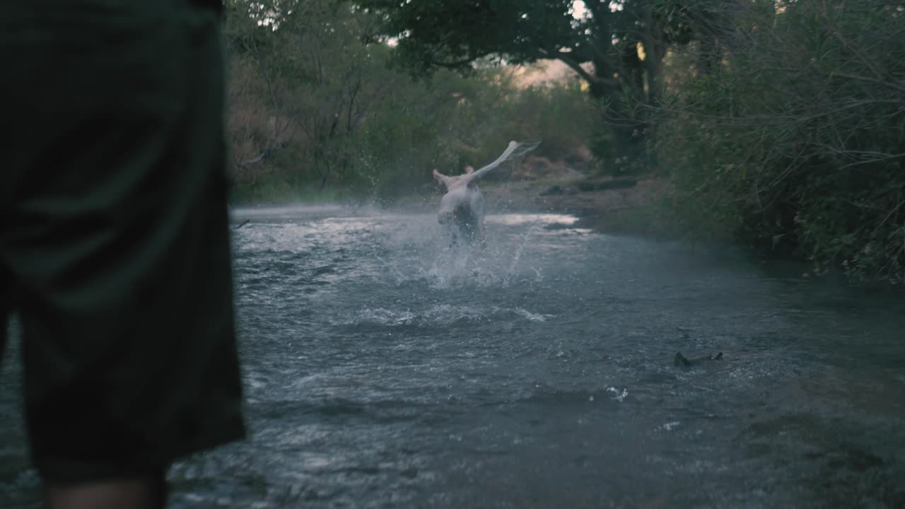 dog catches a ball in a river