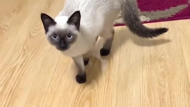 THE CAT HANGING ON FOR DEAR LIFE AT THE END