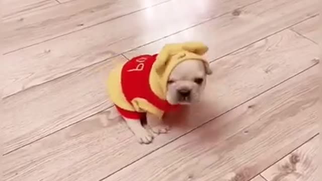 Cute Puppy In Tiny Costume