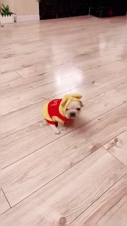 Cute Puppy In Tiny Costume