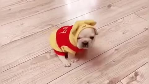 Cute Puppy In Tiny Costume