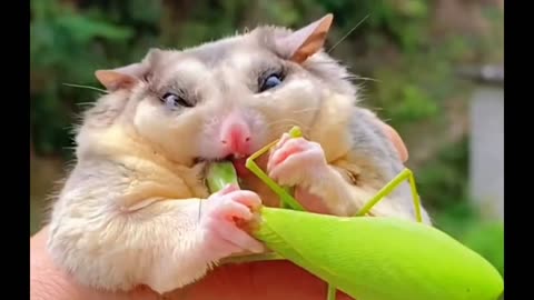 Sugar Glider Eating Mantis❤️❤️ ASMR 😆