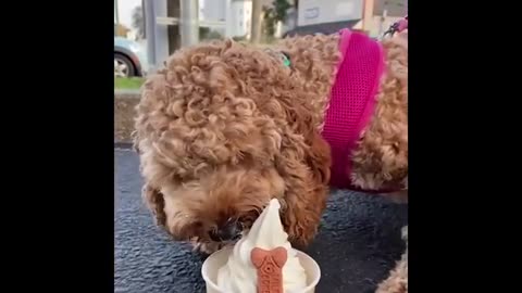 Funniest Animals 2024 😂 Best Funny Cats and Dogs 😻🐶 Part 20 | Cute Baby Dogs