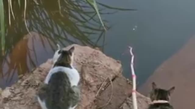 Best Fishing Video Amazing Fishing with Cats Tik Tok