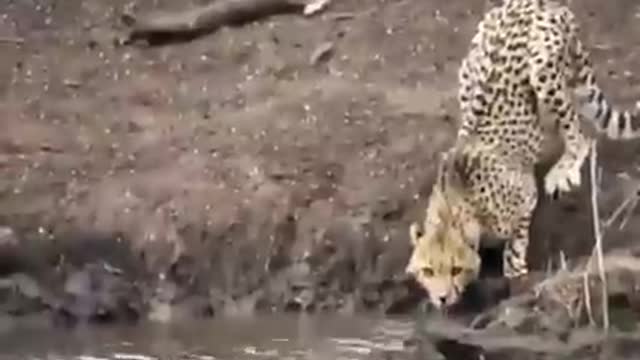 Crocodile fighting with cheetahWatch the greatness of God’s Creator6Crocodile fighting with cheetah