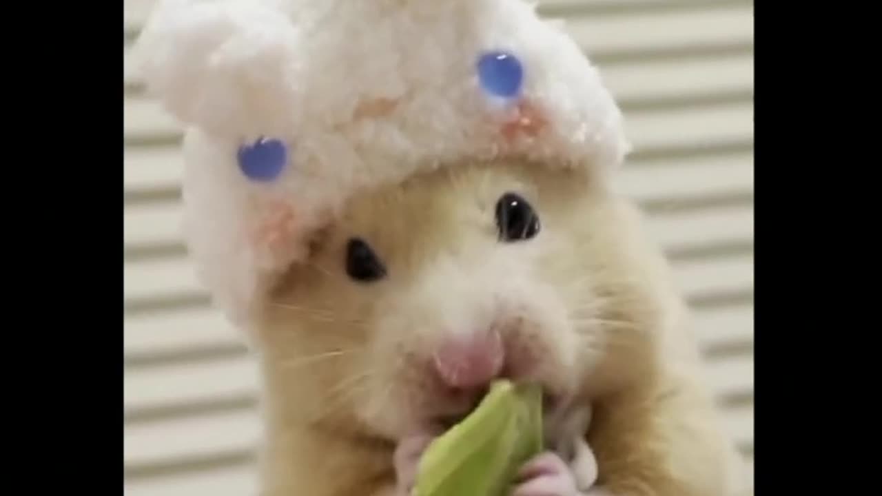 Cute little chipmunk