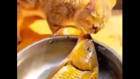 What are the cats doing?