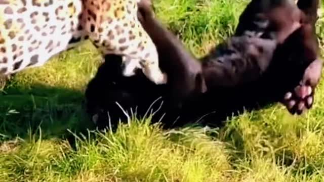 Fight between tiger and lion