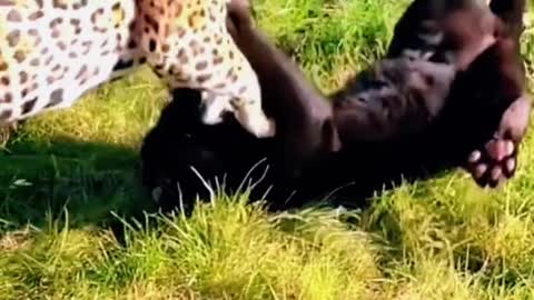 Fight between tiger and lion