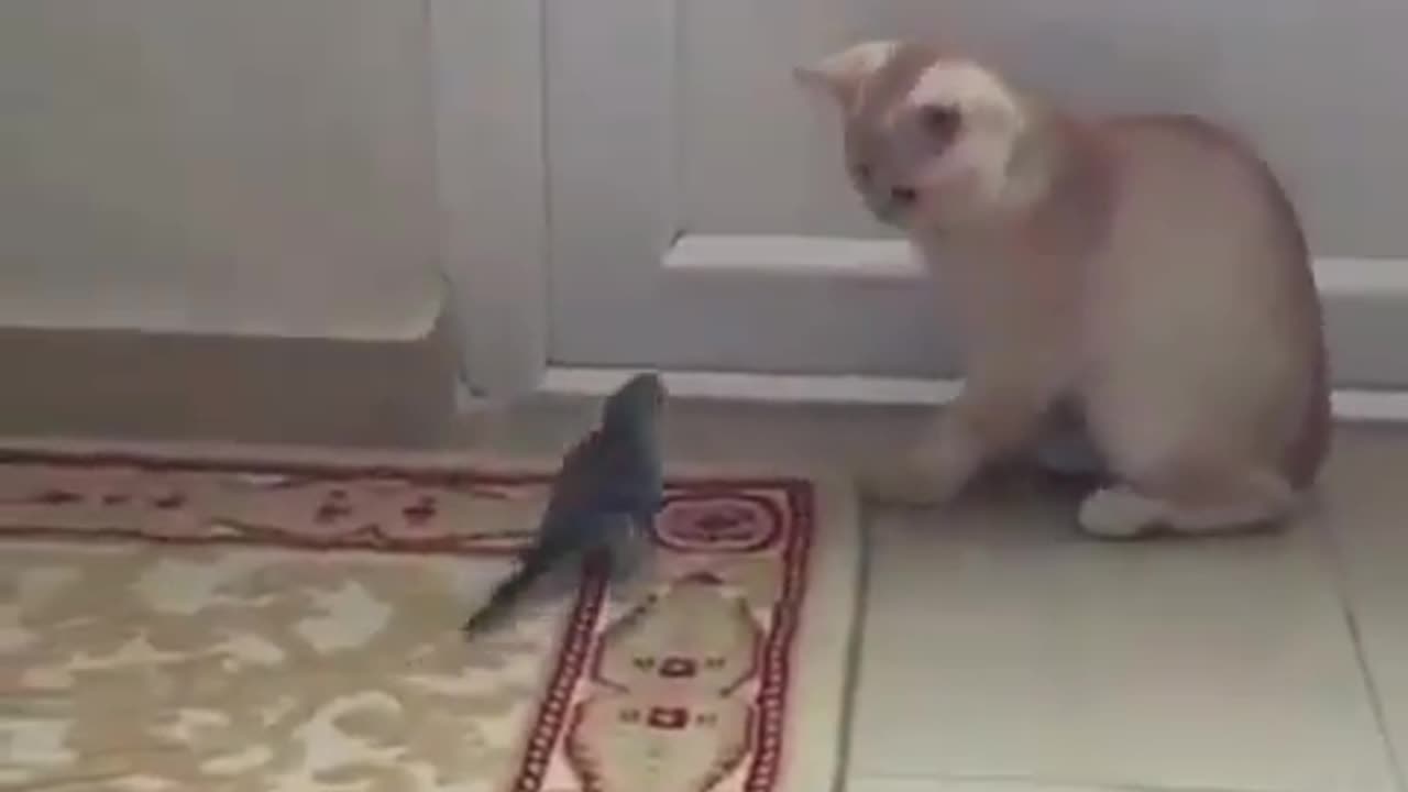 Parrot scaring the cat #shorts #shortvideo #video #virals #videoviral