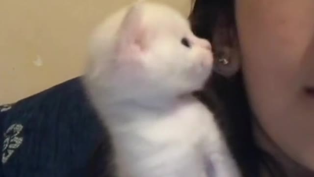 Cute and Funny Cat Videos to Keep You Smiling! 🐱