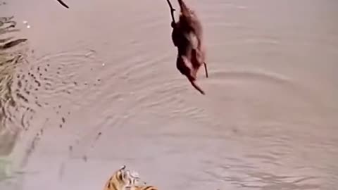 Lions want to eat monkey, is he in danger?