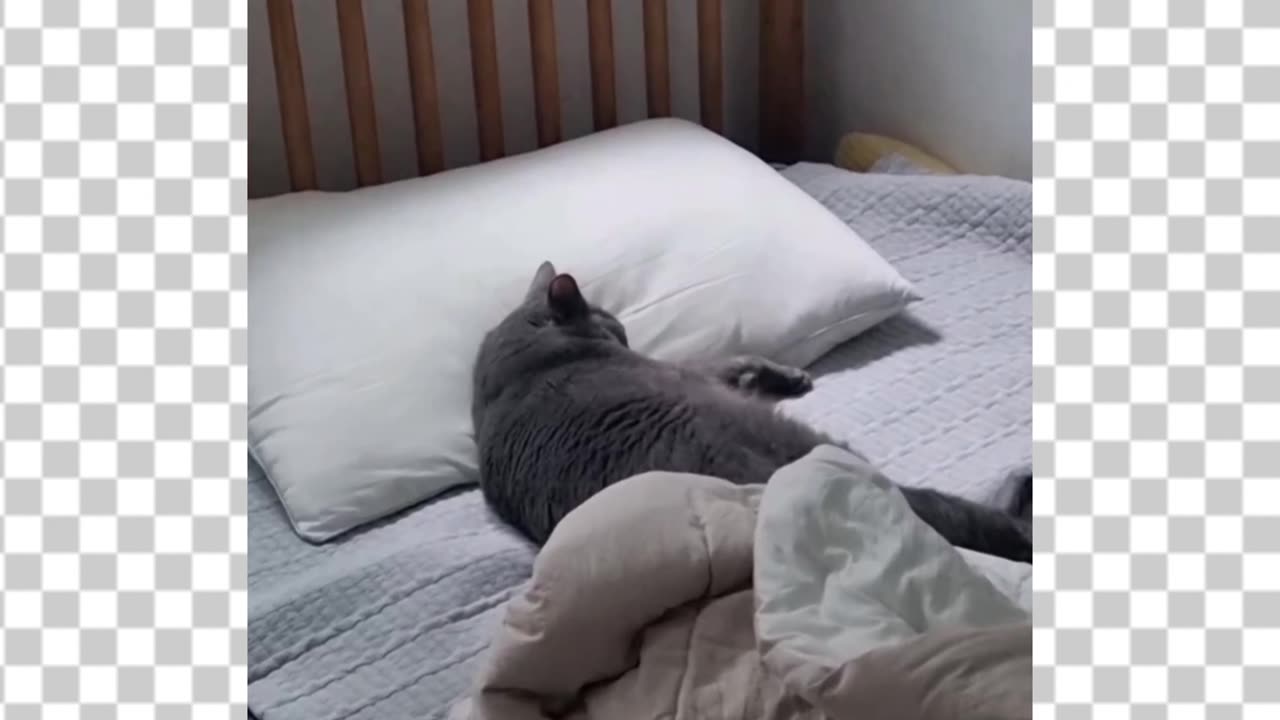 cat lying down