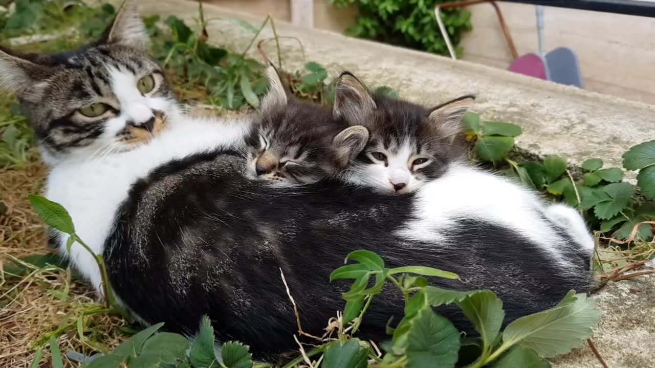 Cute Cats | Sleeping Cats | Adorable Mother with kittens | Sleep Music for Cats