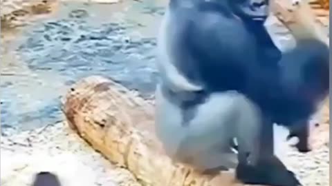 Don't go poking the gorilla