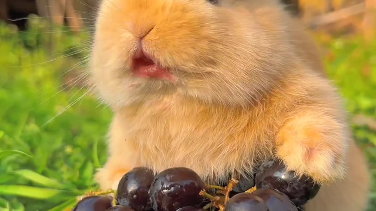Eating black grapes in morning