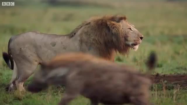 Hyena pack attacks lion - FULL CLIP - Dynasties_Cut