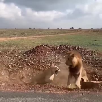Lioness Protect the Cubs from young Male 😱🦁