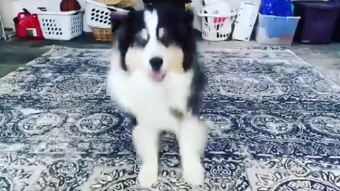 Dog Filming TikTok 😂