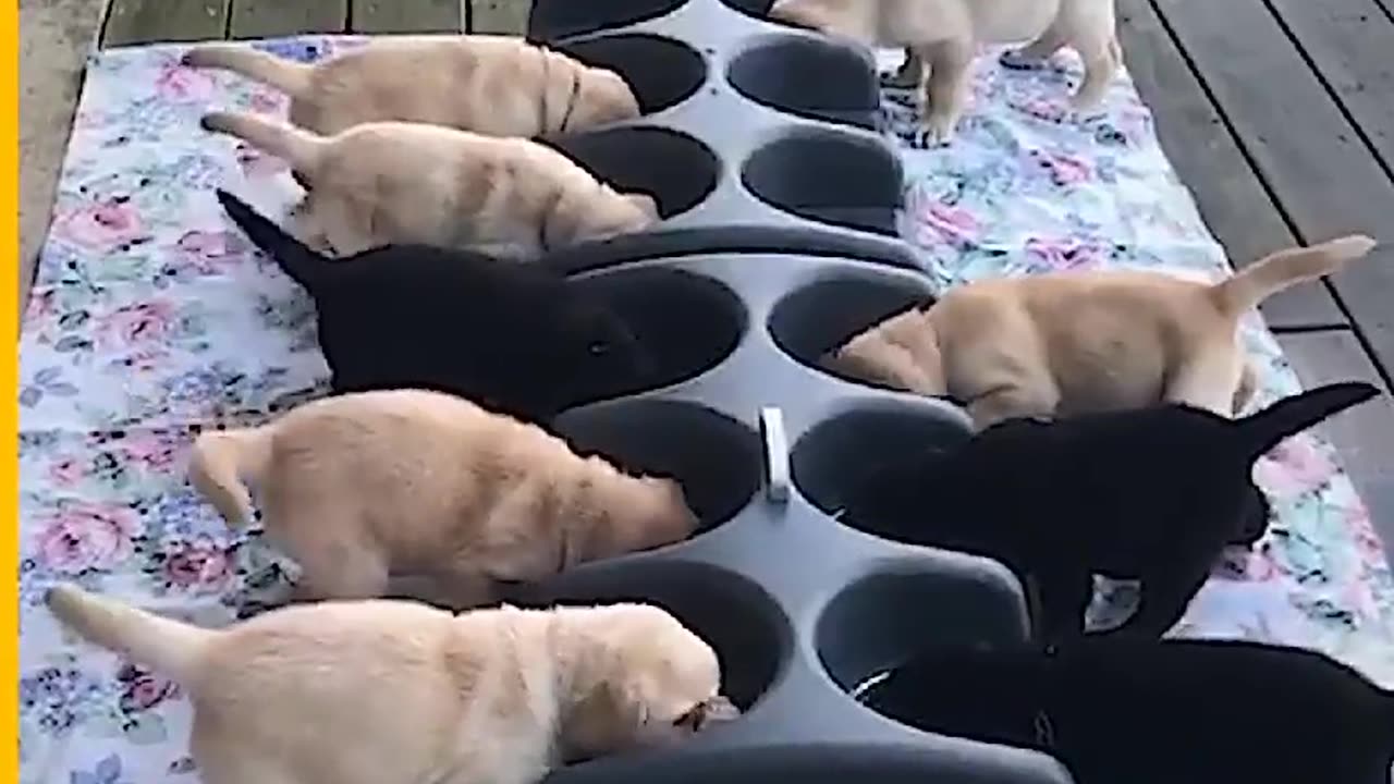 Cute puppies food moments