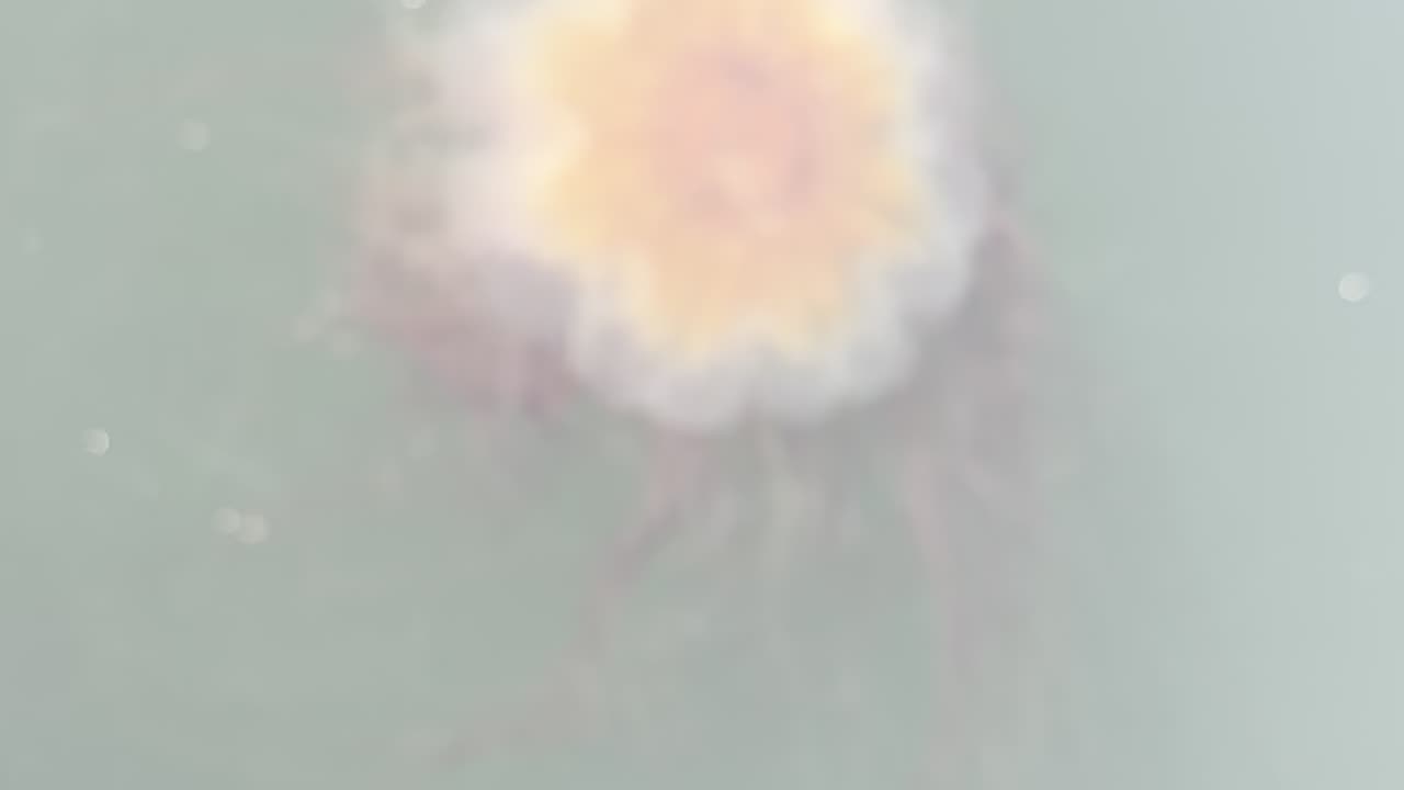 Epic Jellyfish!