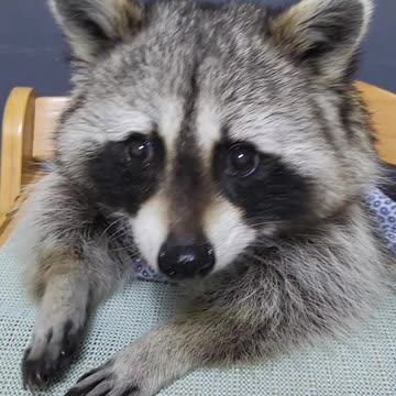 Raccoon sits at the baby's table and eats black sapphire grapes