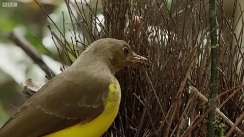 The Bowerbird's Grand Performance!