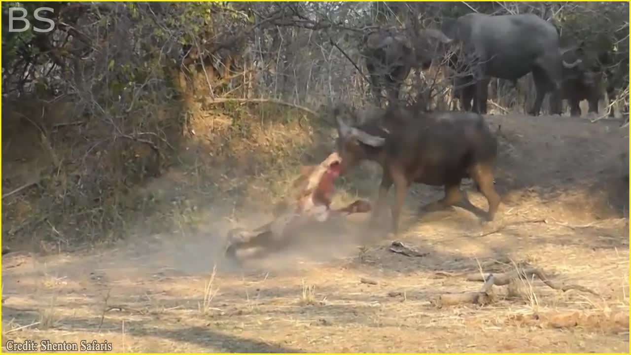 The Greatest Fights In The Animal Kingdom | Lion VS Buffalo