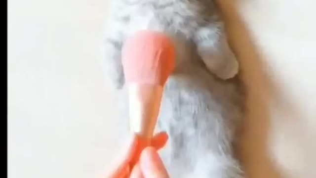 CUTE CAT COMBING