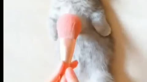 CUTE CAT COMBING