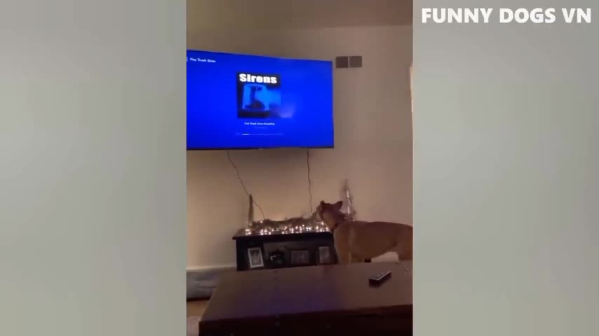 Dog singing with TV's music