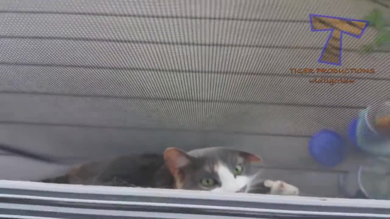 Animals never fail to make us laugh - Super funny animal compilation