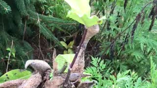 Collecting butterfly larvae at a tree farm