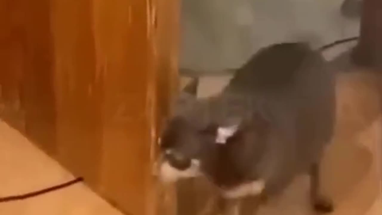 funny fail