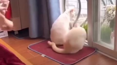 Funny cute animal cat moment 😆😂